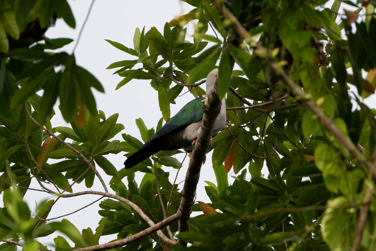 Geelvink Imperial-Pigeon - ML610952659