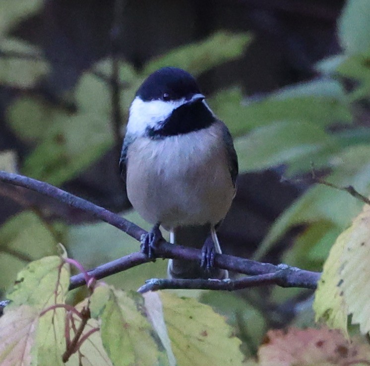 Black-capped Chickadee - ML610952696