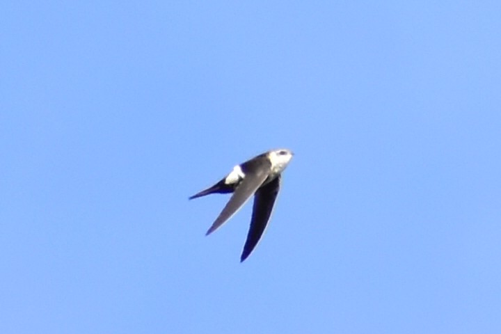 White-throated Swift - ML610952755