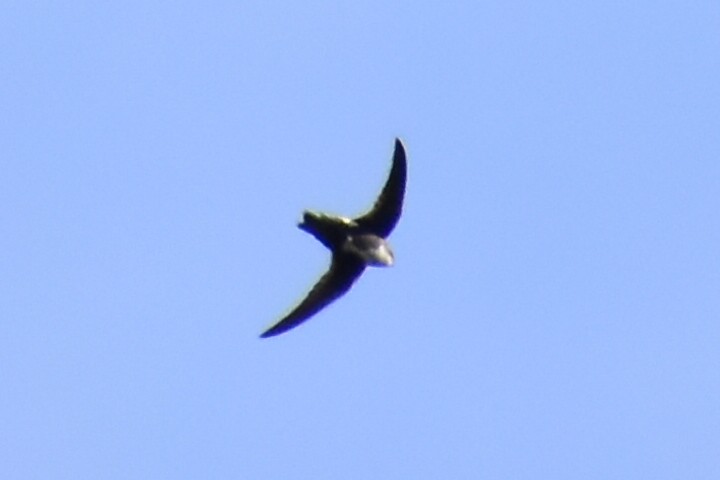 White-throated Swift - ML610952757