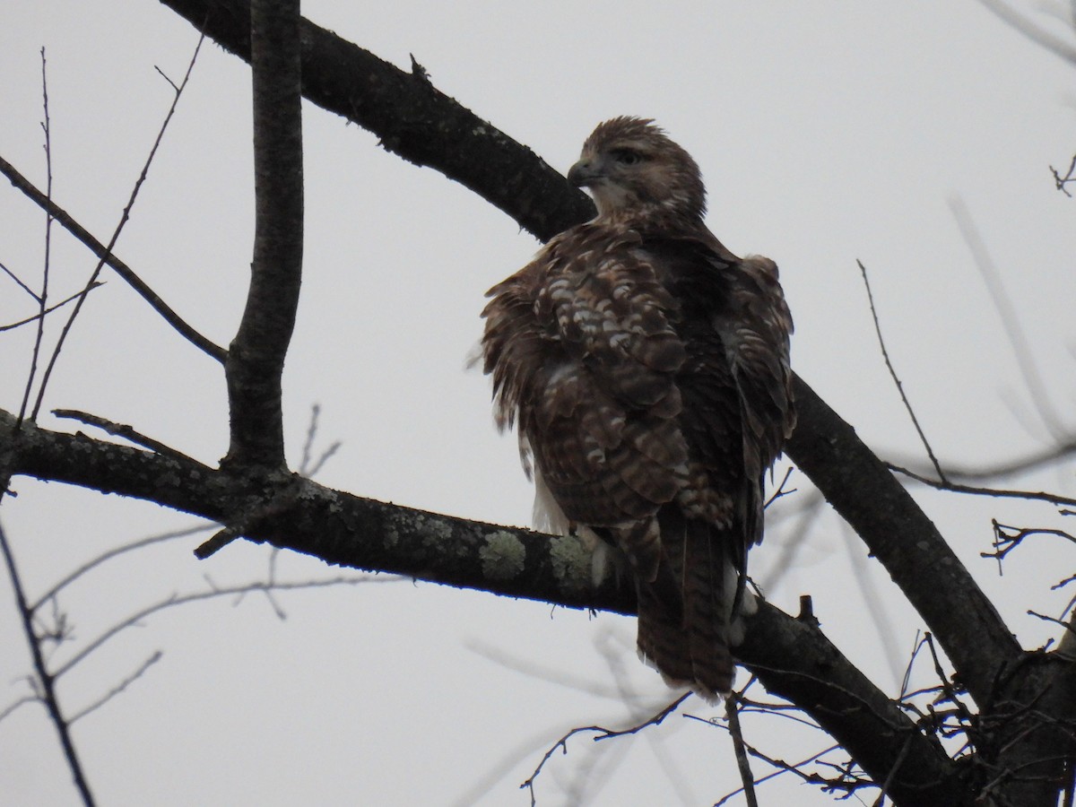 Red-tailed Hawk - ML610952761