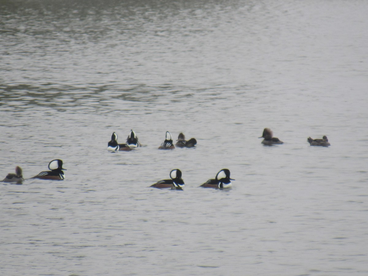 Hooded Merganser - ML610952769