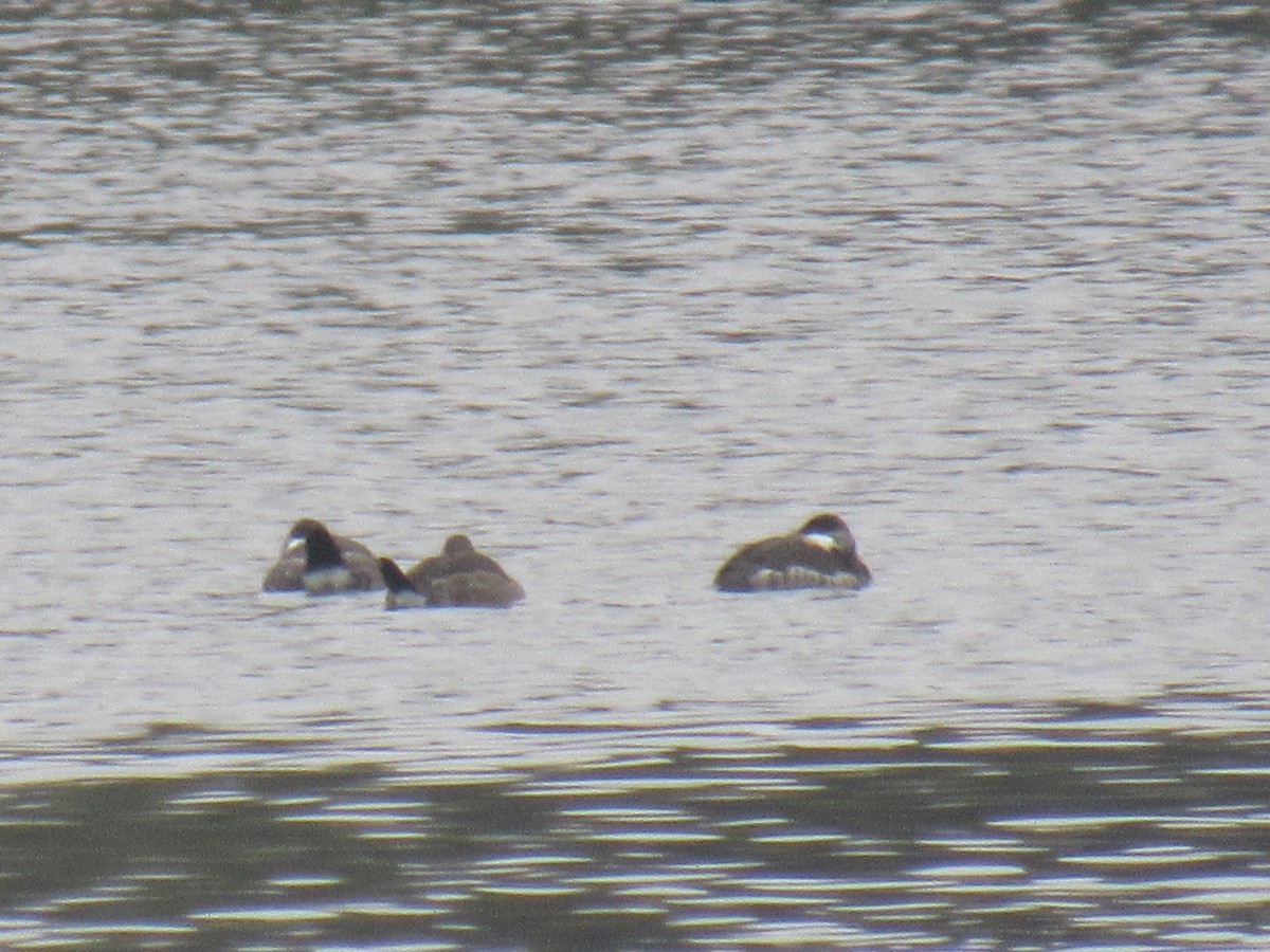 Ruddy Duck - Debra Halter