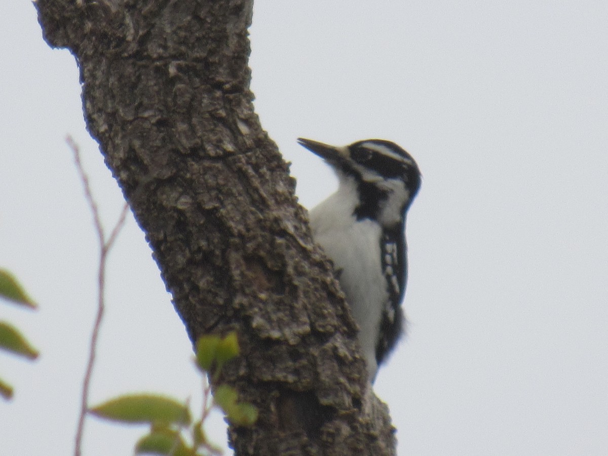 Hairy Woodpecker - ML610952795