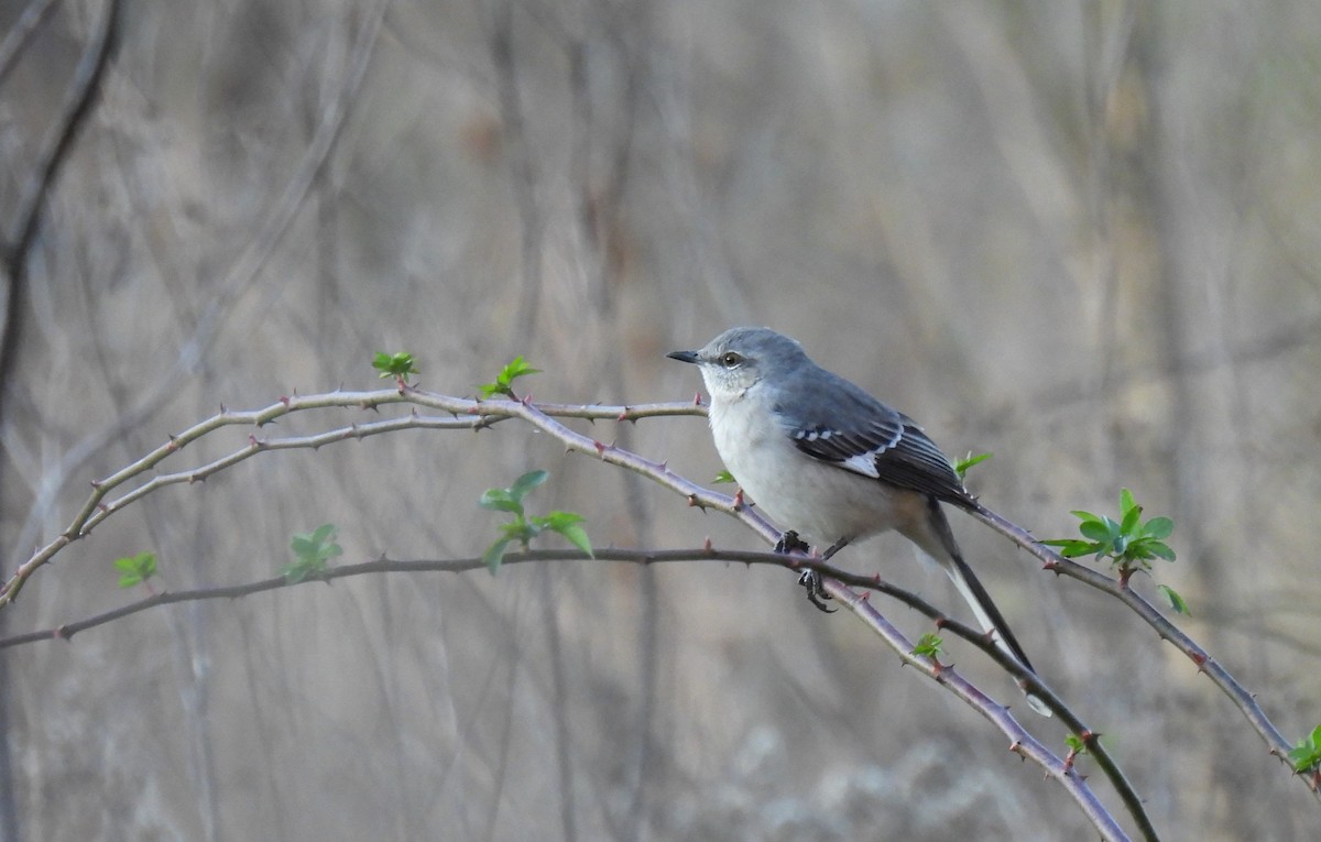 Northern Mockingbird - ML610952798