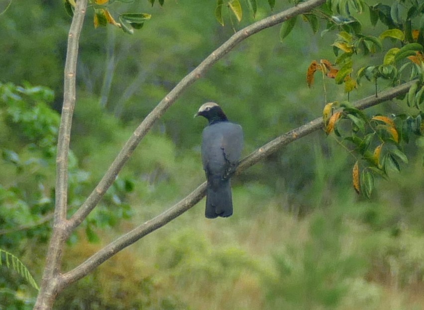 White-crowned Pigeon - ML610952811