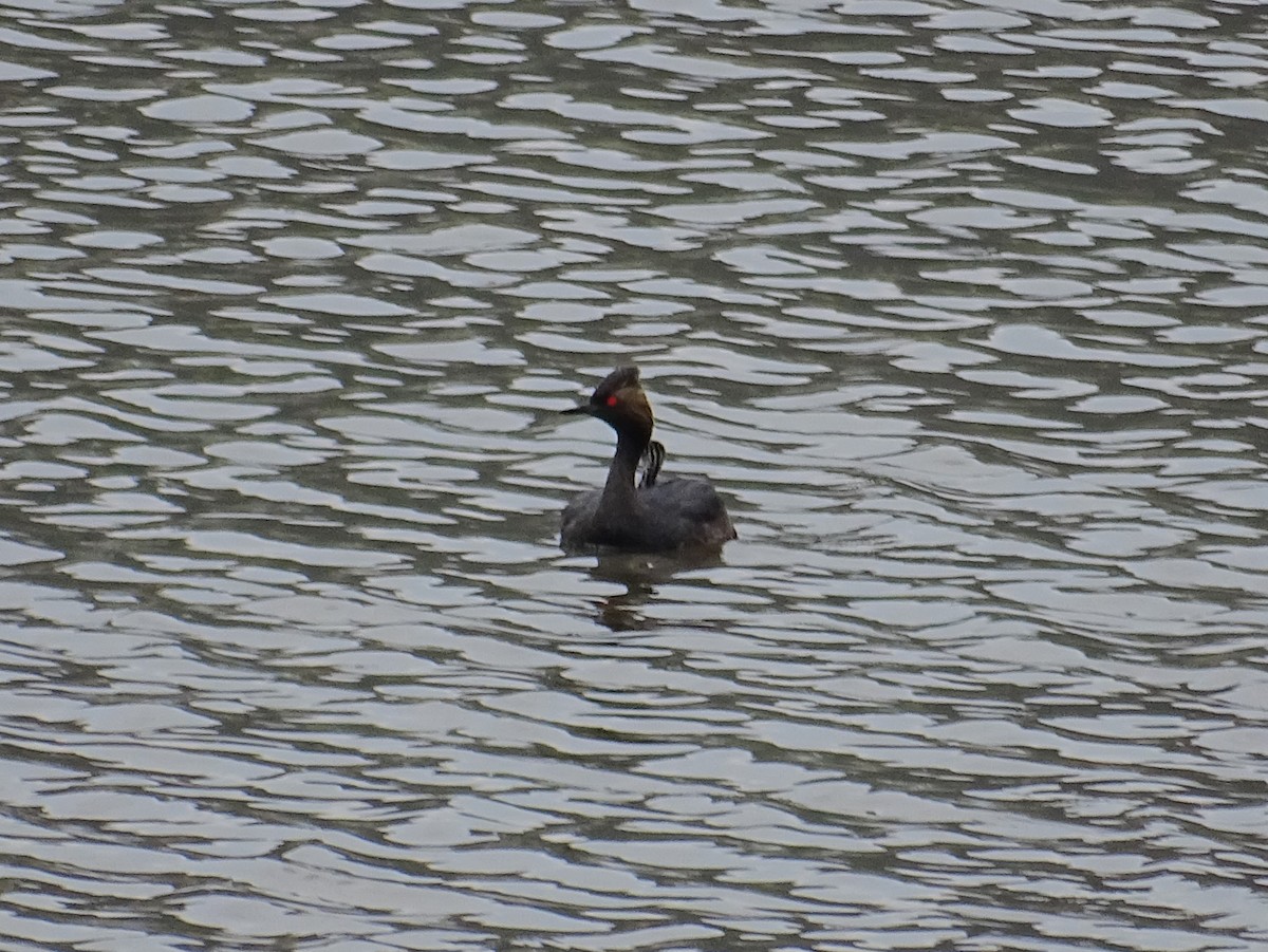 Eared Grebe - Craig Miller