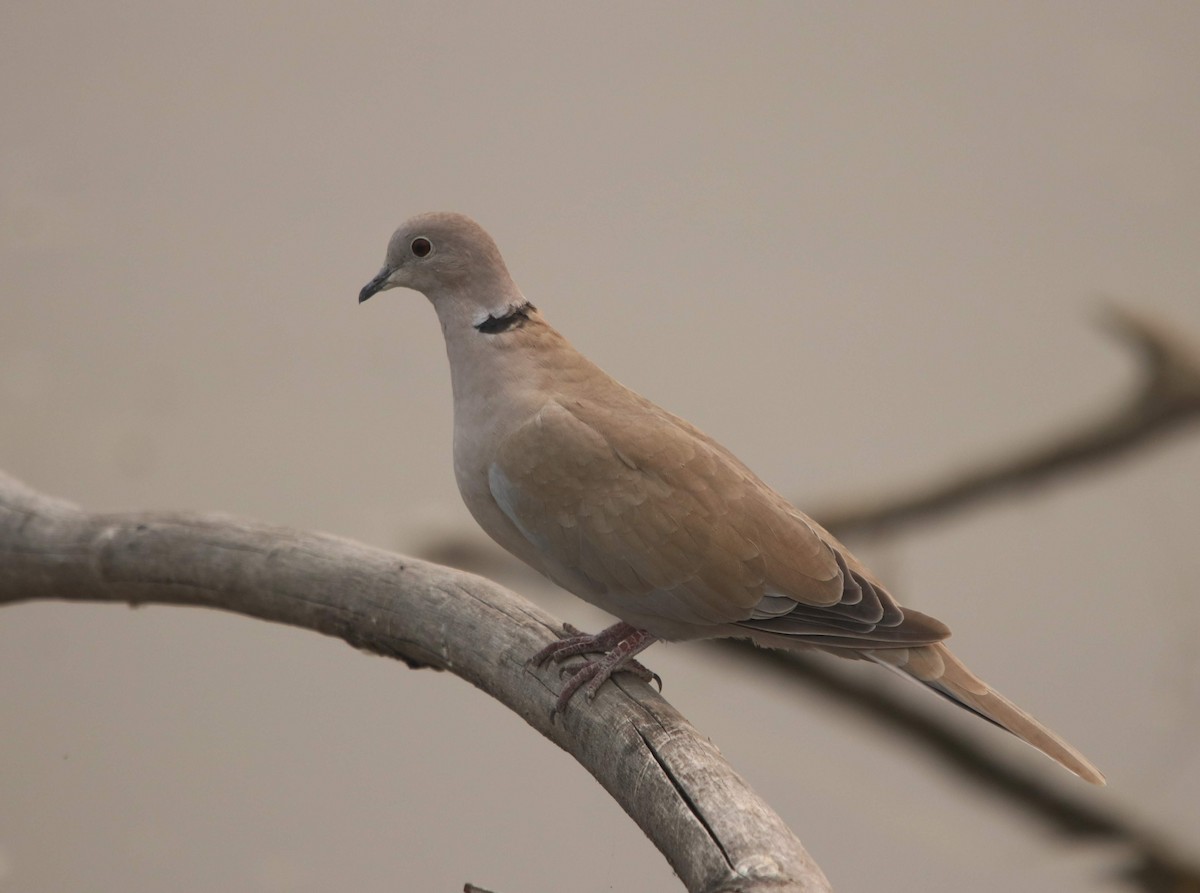 Eurasian Collared-Dove - ML610952930