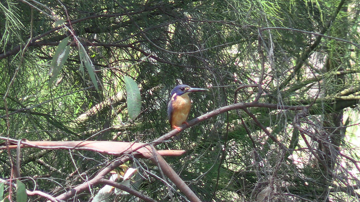 Azure Kingfisher - ML610952981