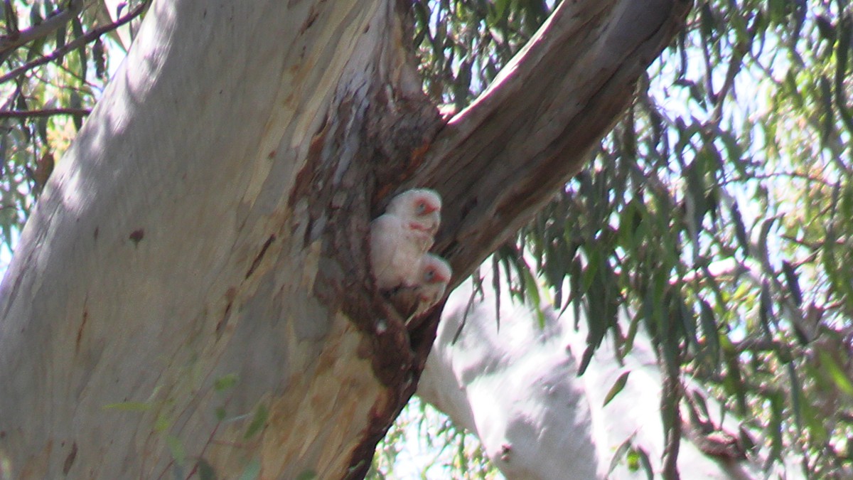 Long-billed Corella - John Sise