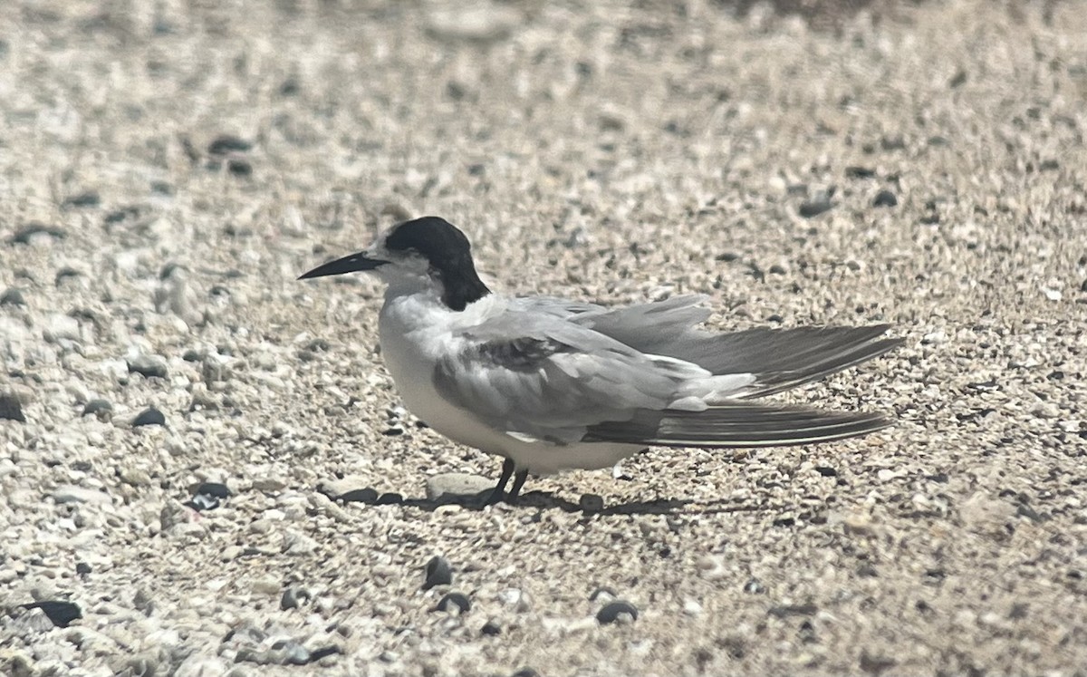 燕鷗 - ML610953013