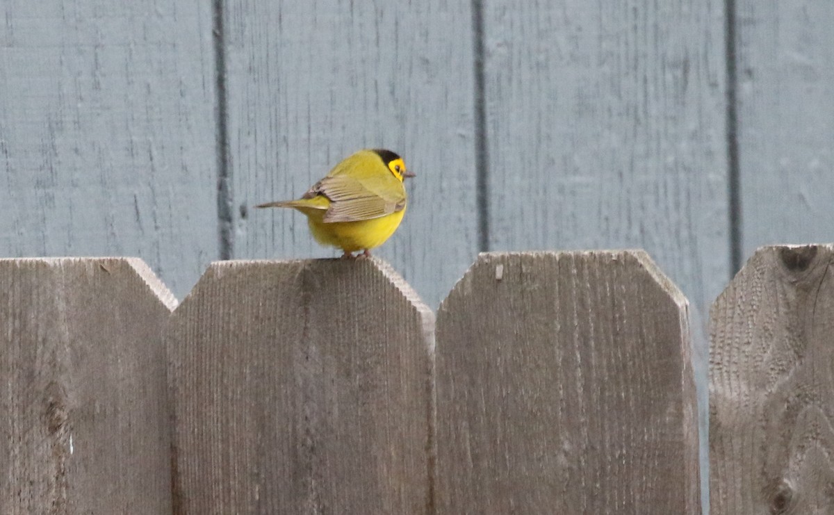 Hooded Warbler - ML610953024