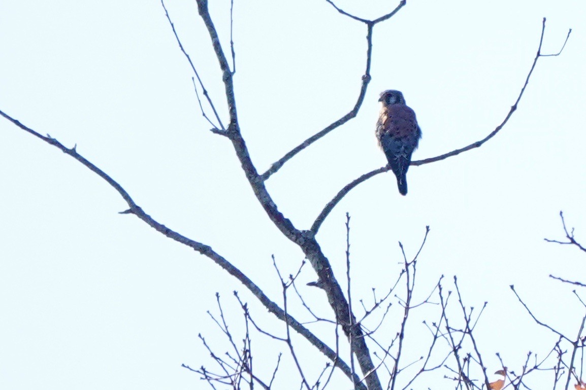 American Kestrel - ML610953113