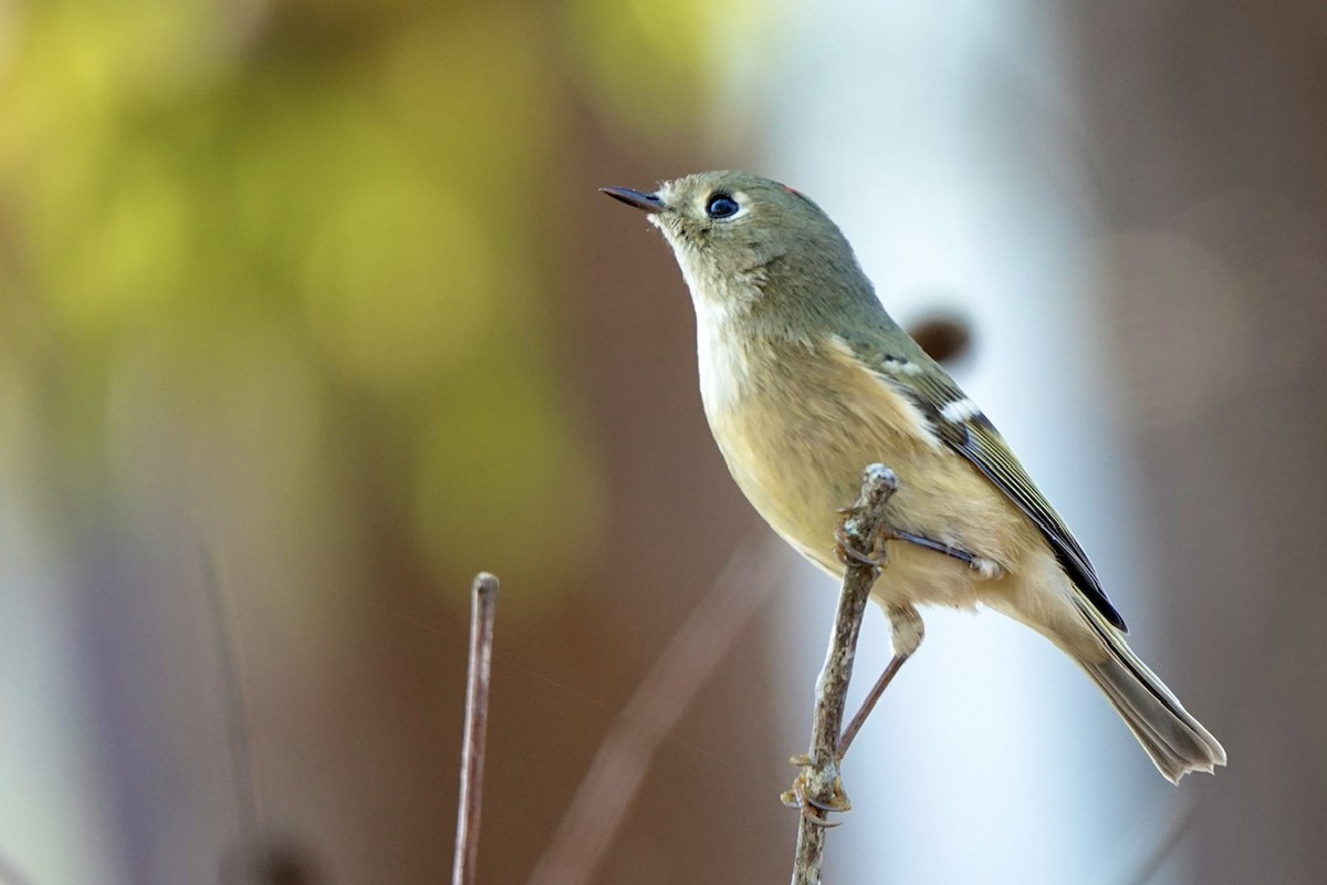 Ruby-crowned Kinglet - Fleeta Chauvigne