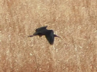 Glossy/White-faced Ibis - ML610953144