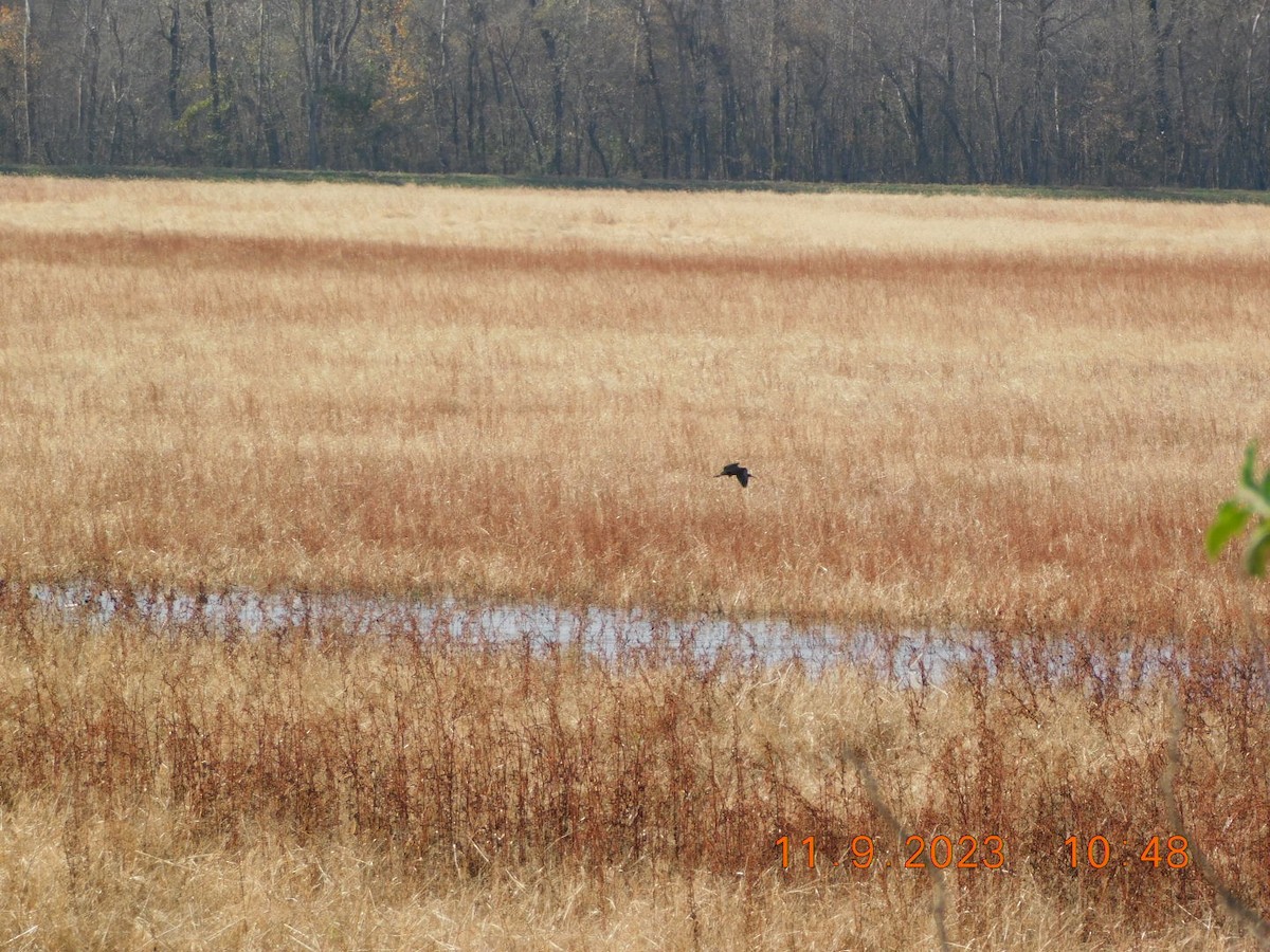 Glossy/White-faced Ibis - ML610953145