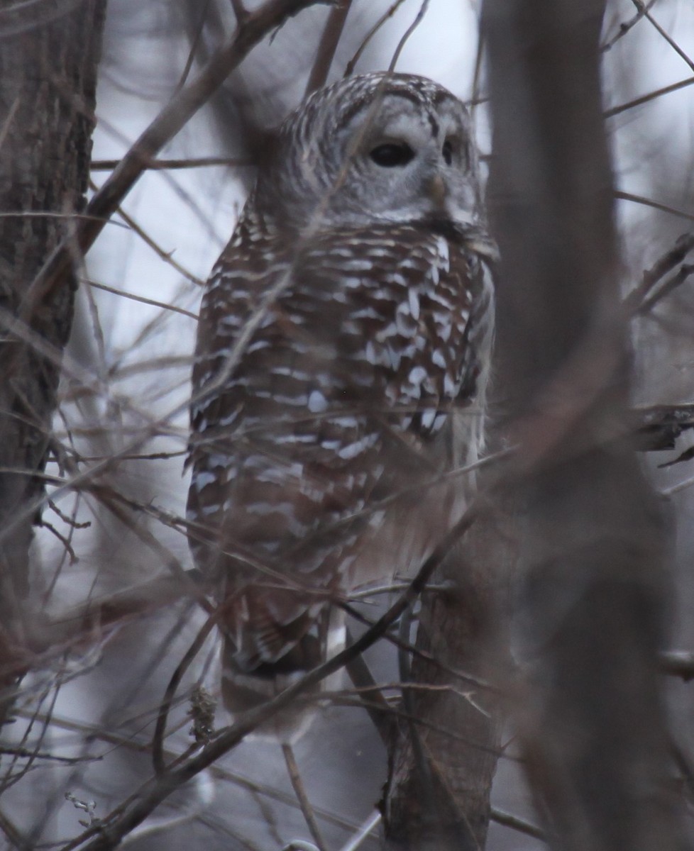 Barred Owl - ML610953150