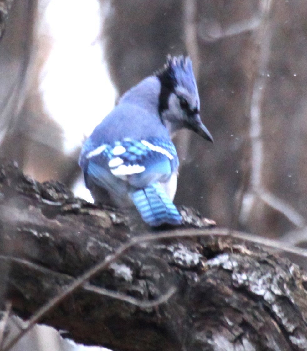 Blue Jay - Ken Lamberton