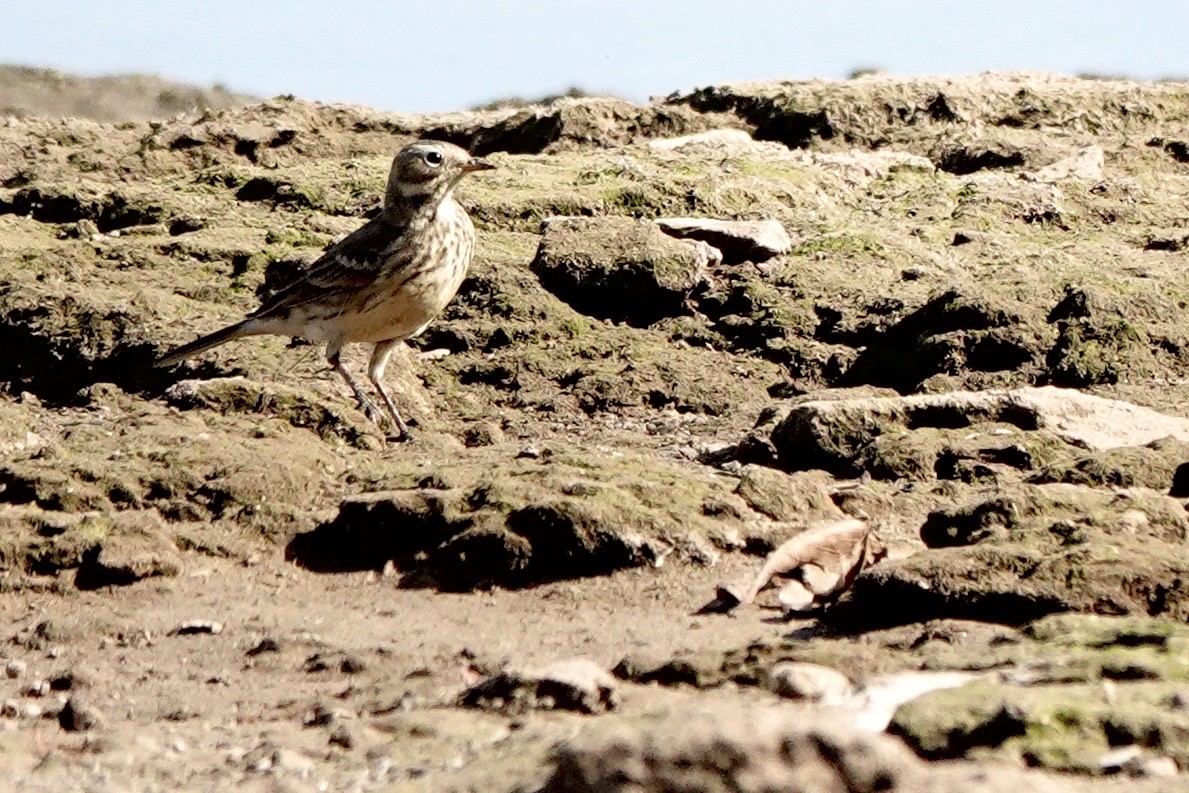 Pipit d'Amérique - ML610953174