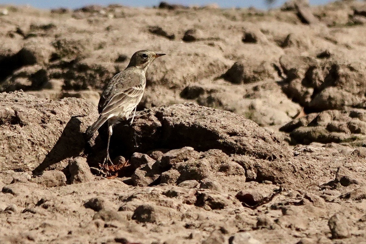 Pipit d'Amérique - ML610953175