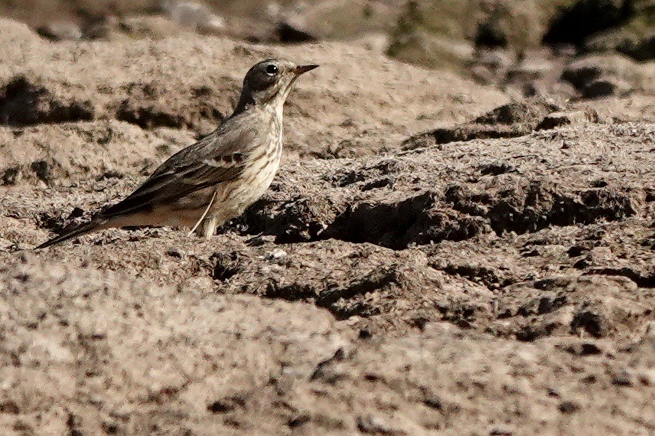 Pipit d'Amérique - ML610953176