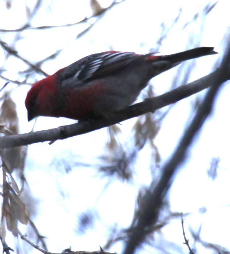 Pine Grosbeak - ML610953190