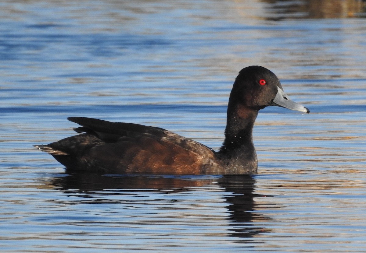 Southern Pochard - ML610953250