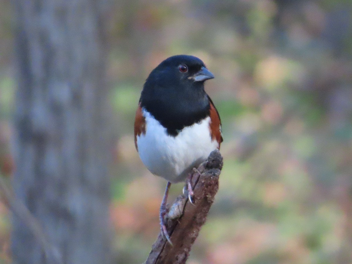 Eastern Towhee - ML610953260