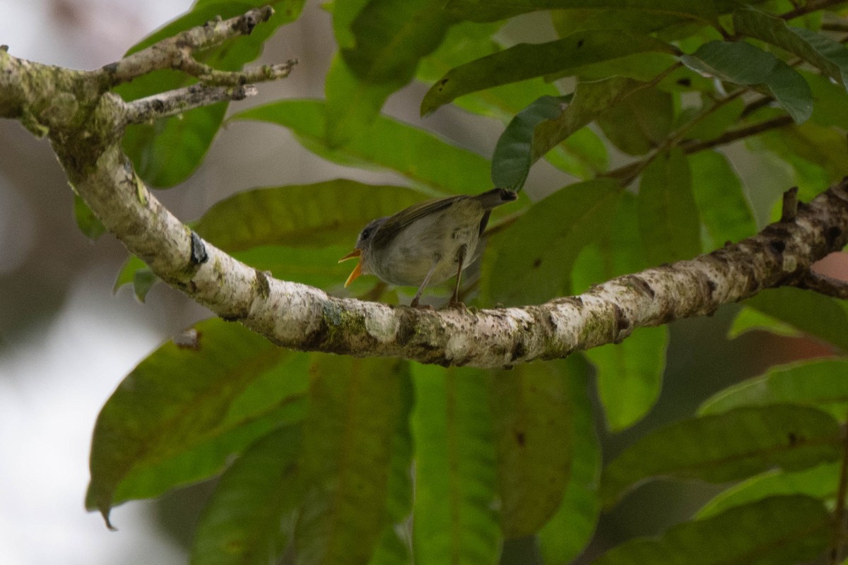 Mosquitero de Numfor - ML610953327