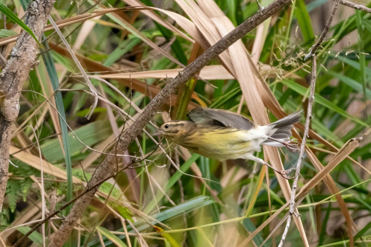 Yellow-breasted Bunting - Michael & Ellen LAM