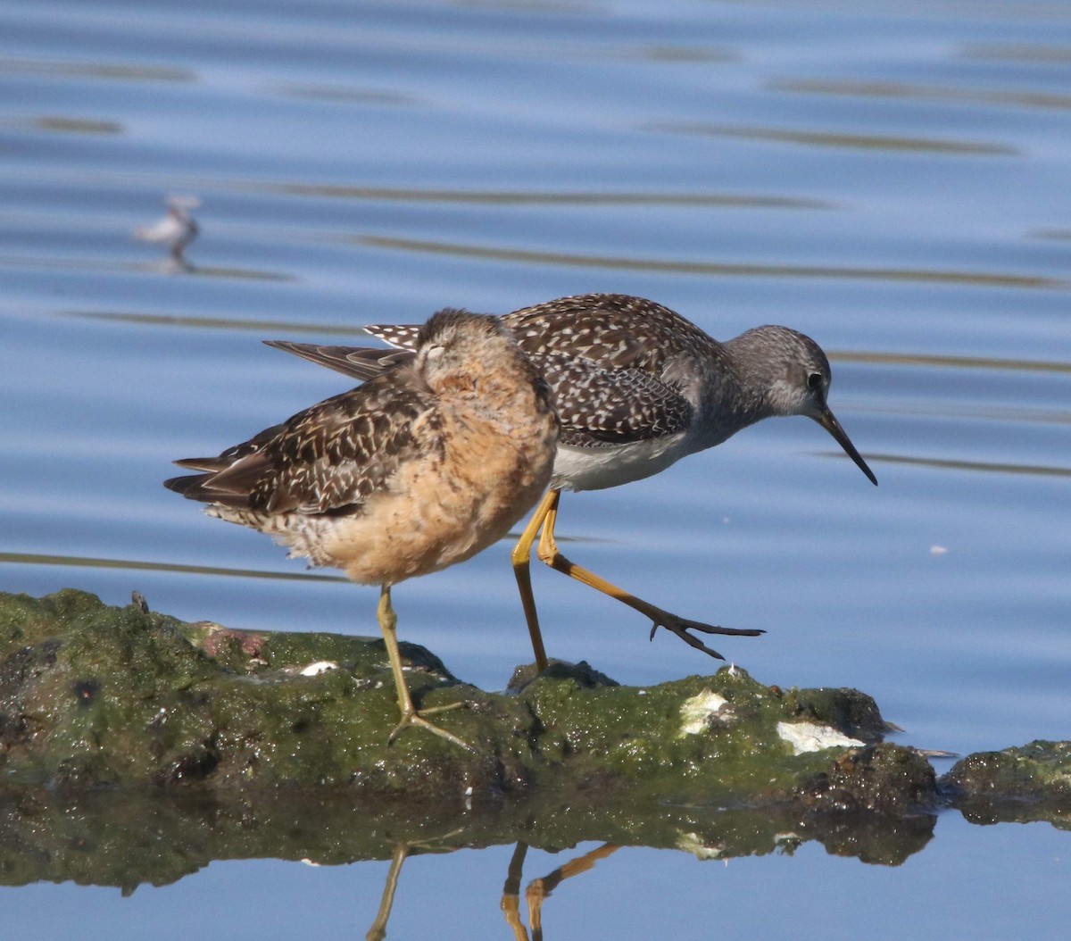 Short-billed Dowitcher - ML610953357
