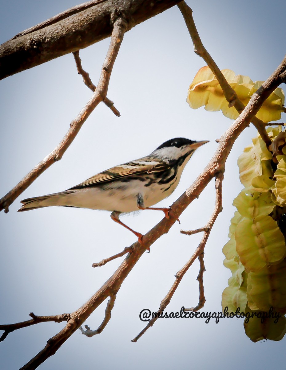 Blackpoll Warbler - ML610953437