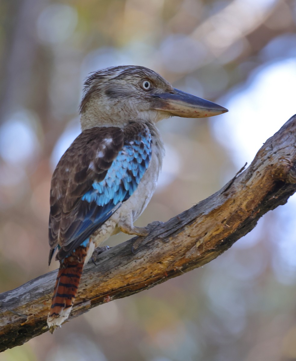 Blue-winged Kookaburra - ML610953445