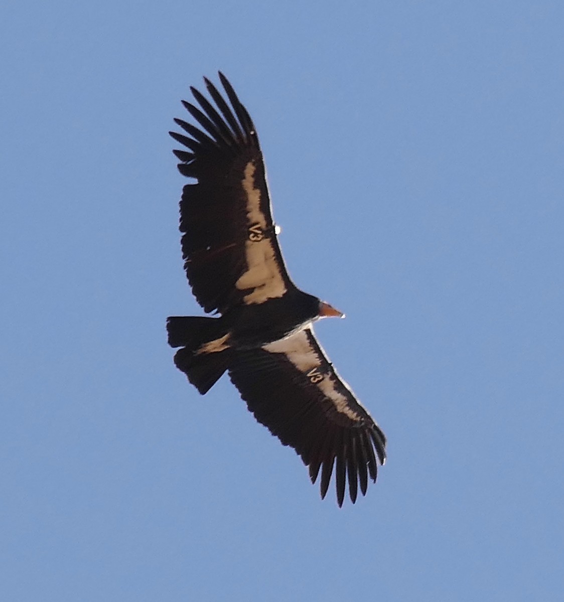 California Condor - ML610953452