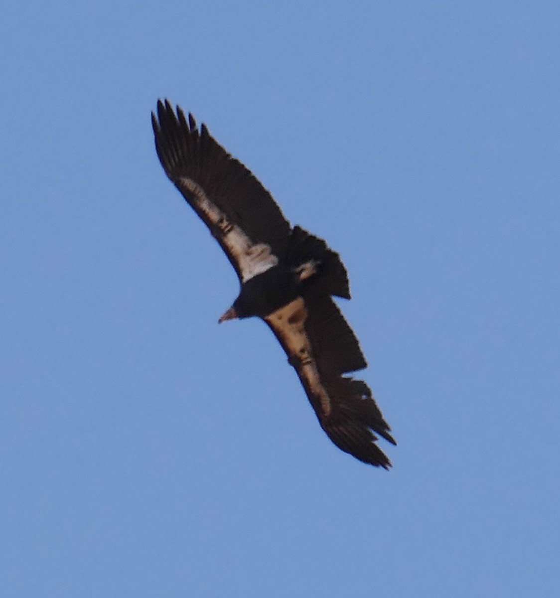 California Condor - Wendy McCrady