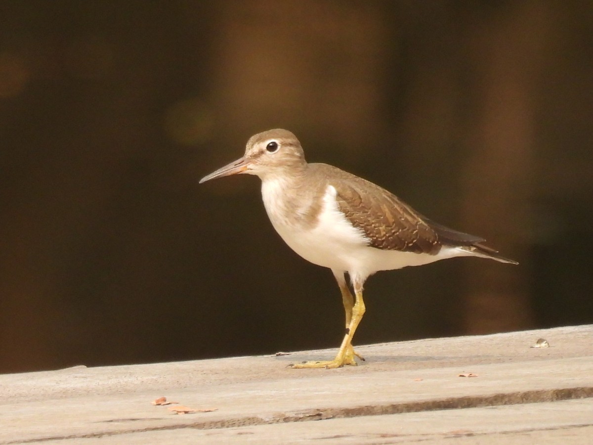 Common Sandpiper - ML610953471