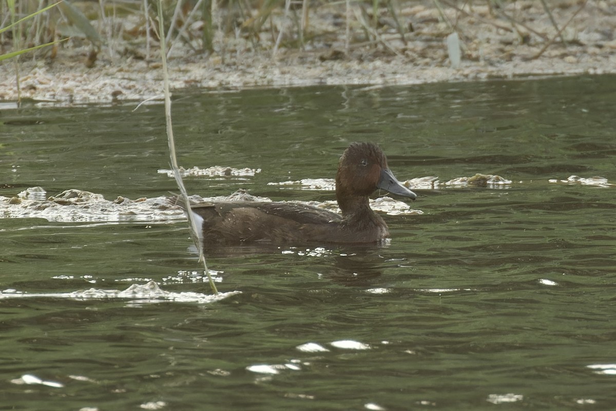 Ferruginous Duck - ML610953493