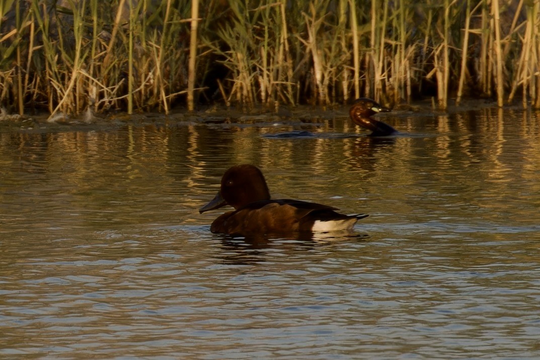 Ferruginous Duck - ML610953494