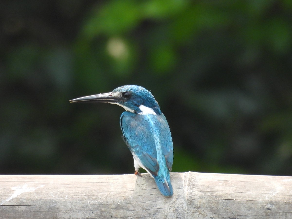 Small Blue Kingfisher - ML610953507