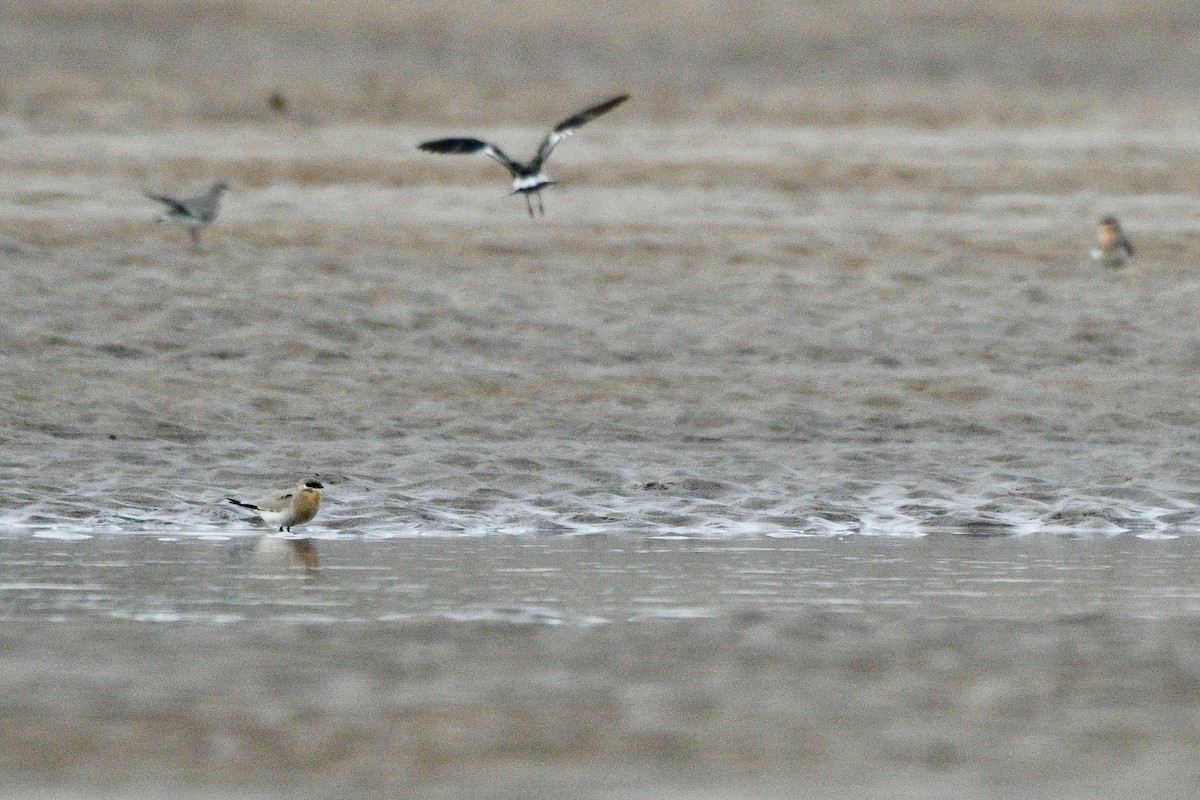 Small Pratincole - Joost Foppes