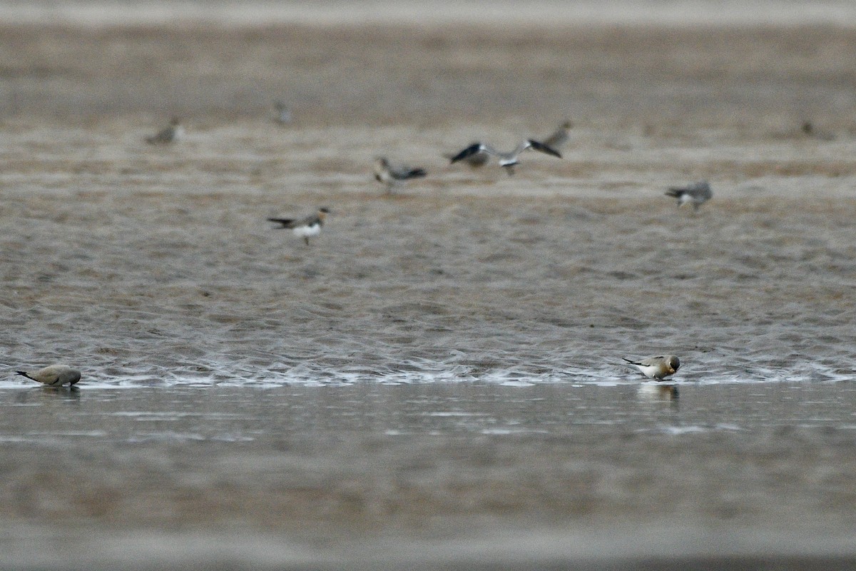 Small Pratincole - ML610953617