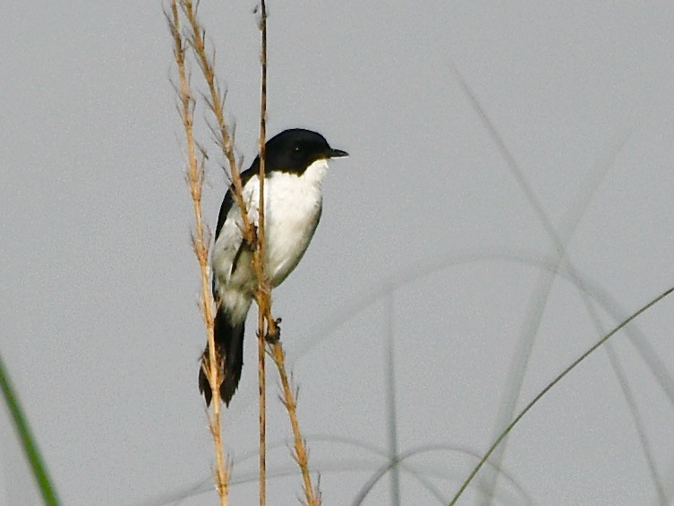 Jerdon's Bushchat - ML610953639