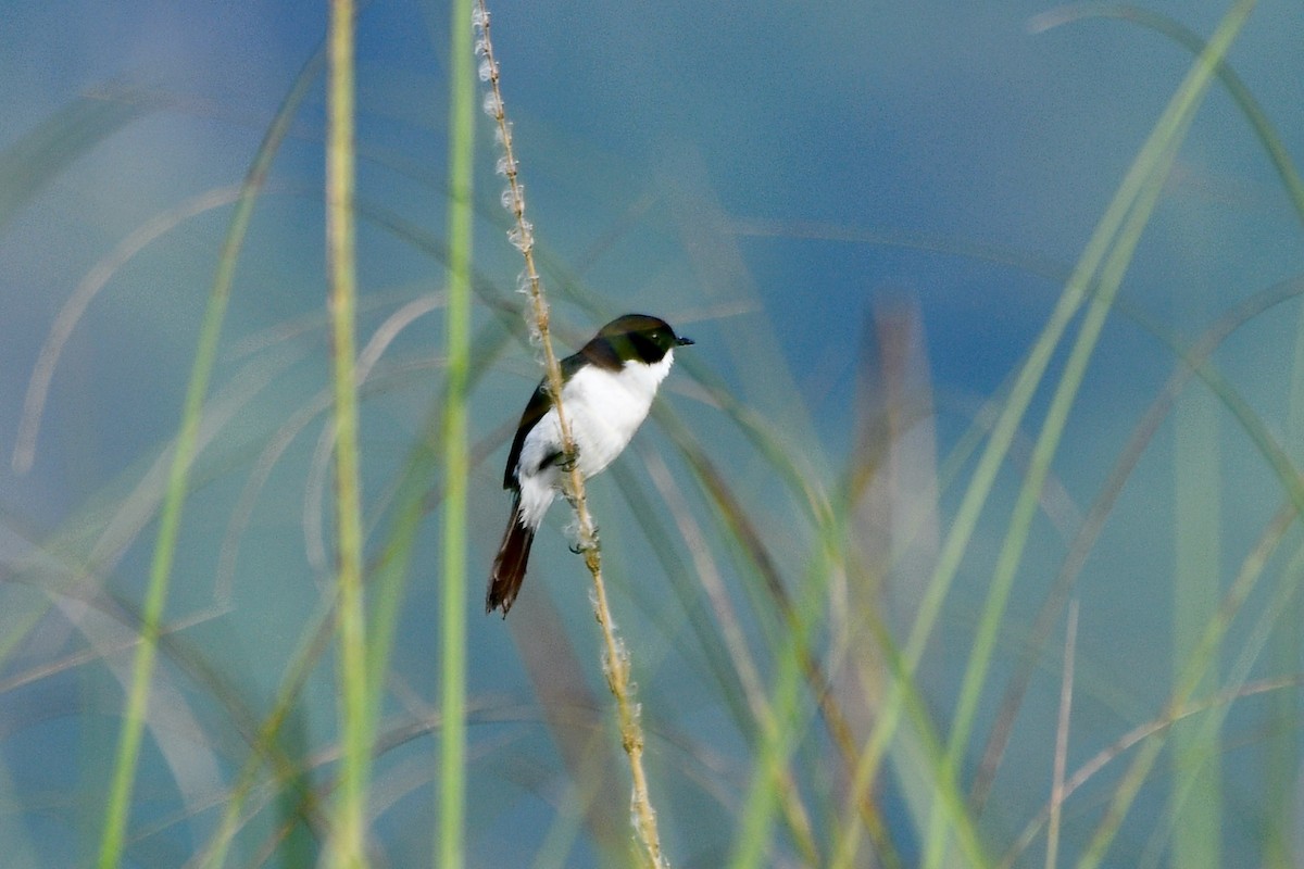 Jerdon's Bushchat - ML610953641