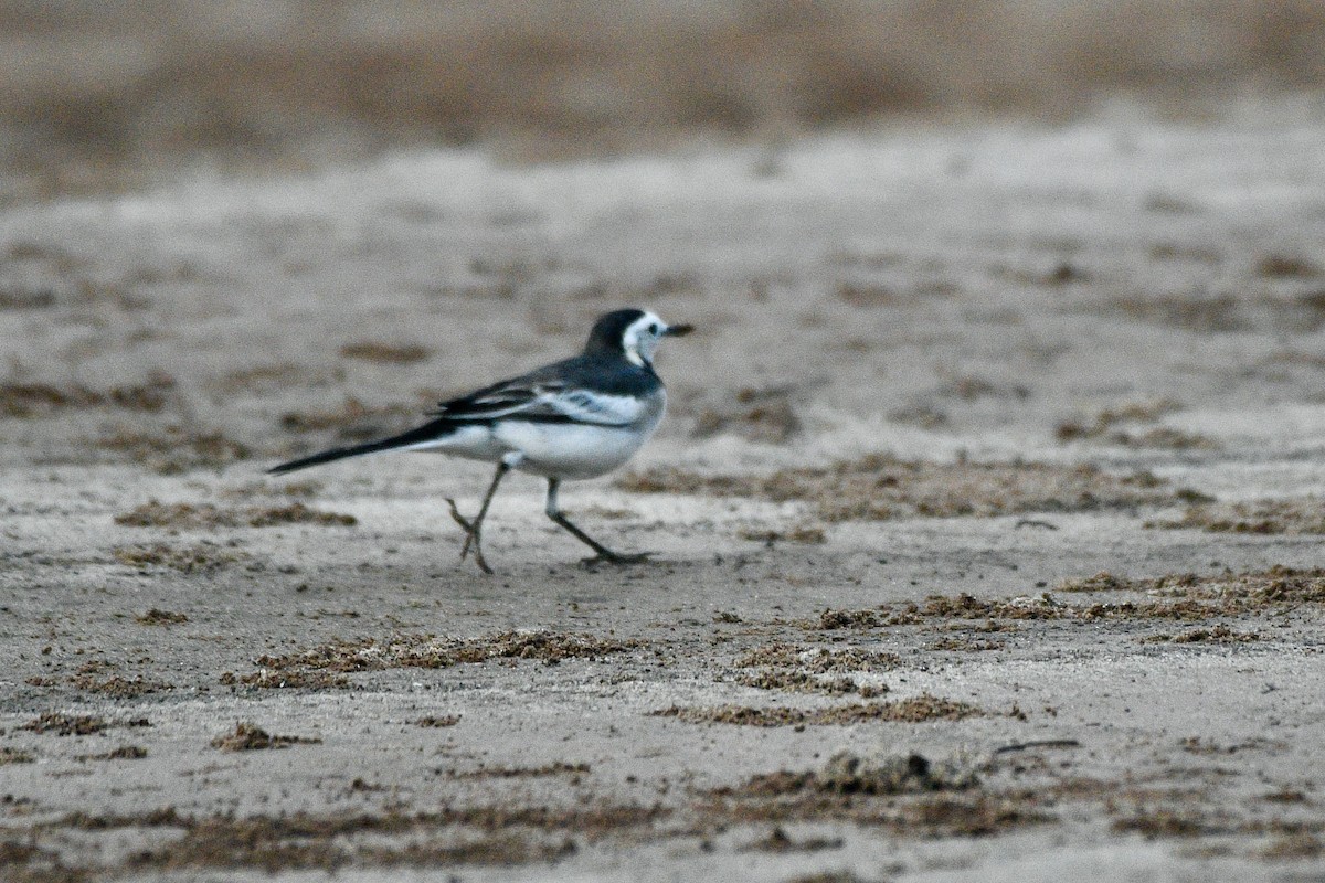 White Wagtail (Chinese) - Joost Foppes