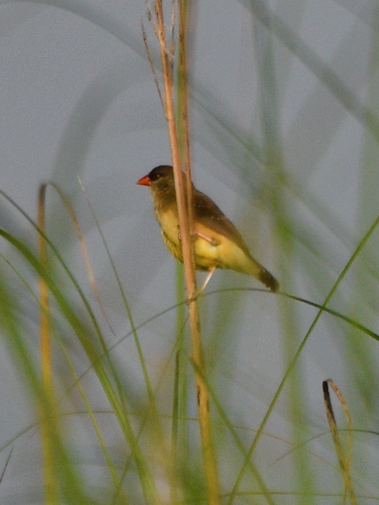 Red Avadavat - Joost Foppes