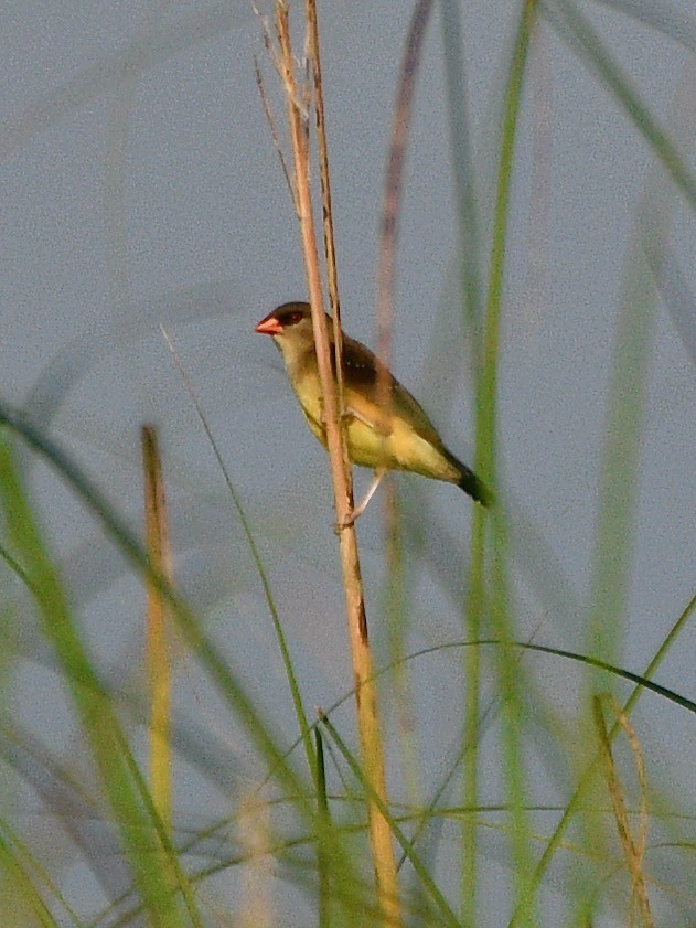 Red Avadavat - Joost Foppes