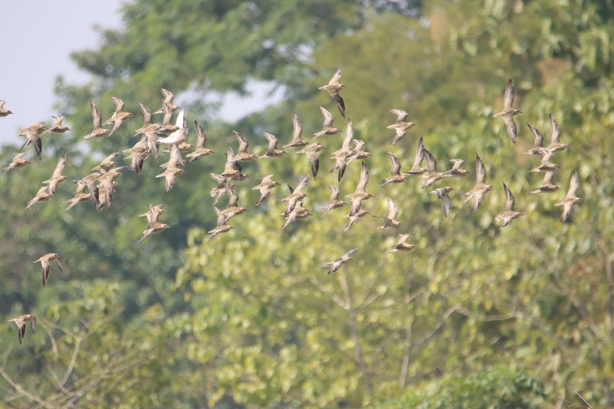 Pacific Golden-Plover - ML610953716