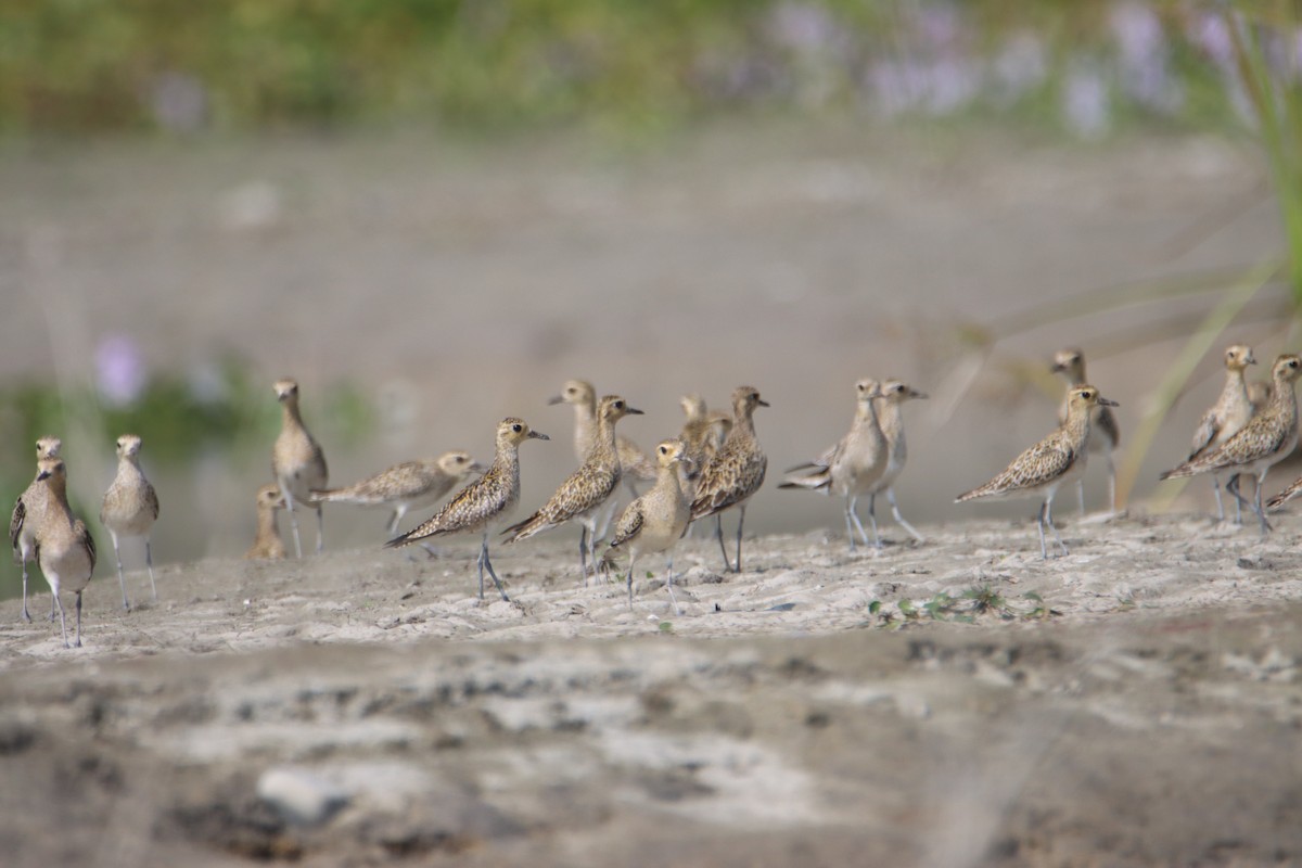 Pacific Golden-Plover - ML610953717