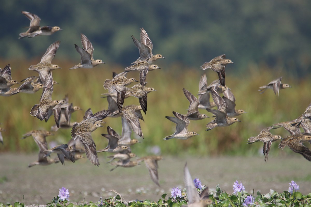 Pacific Golden-Plover - ML610953718
