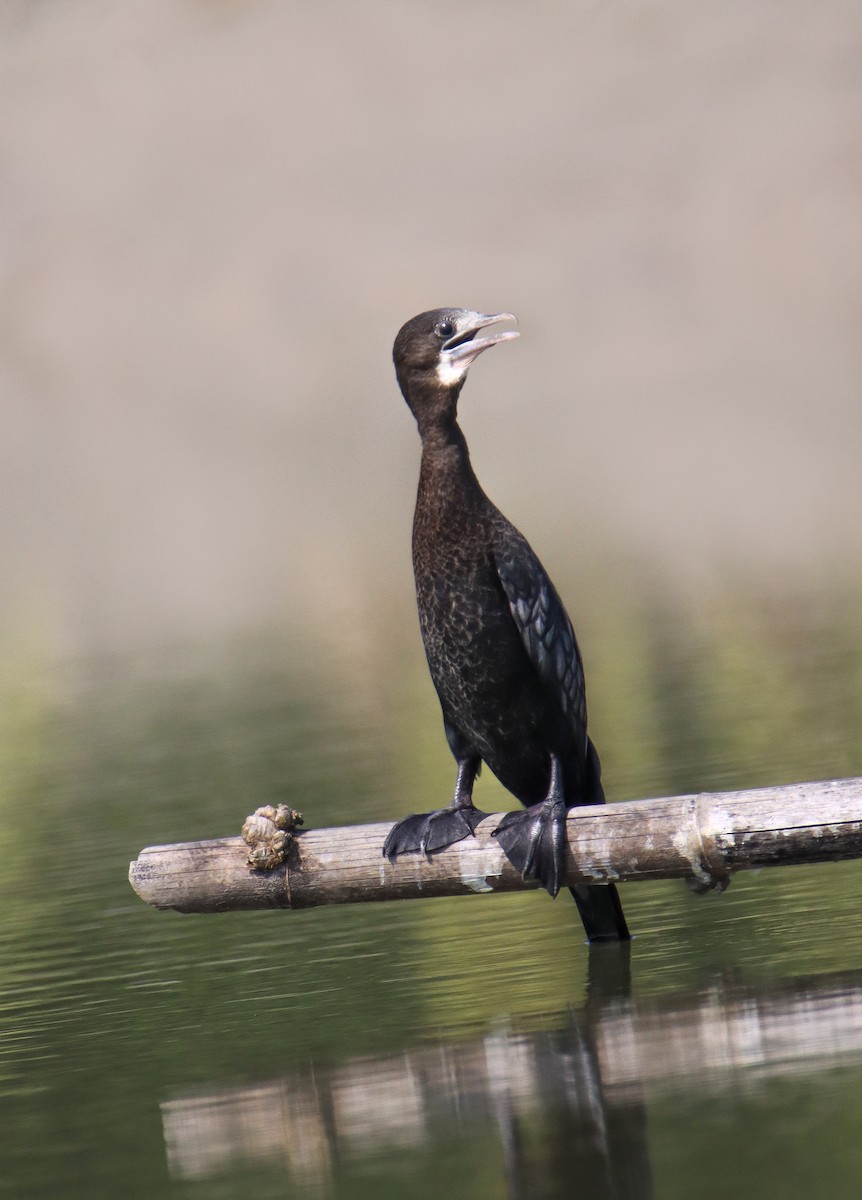 Little Cormorant - ML610953776